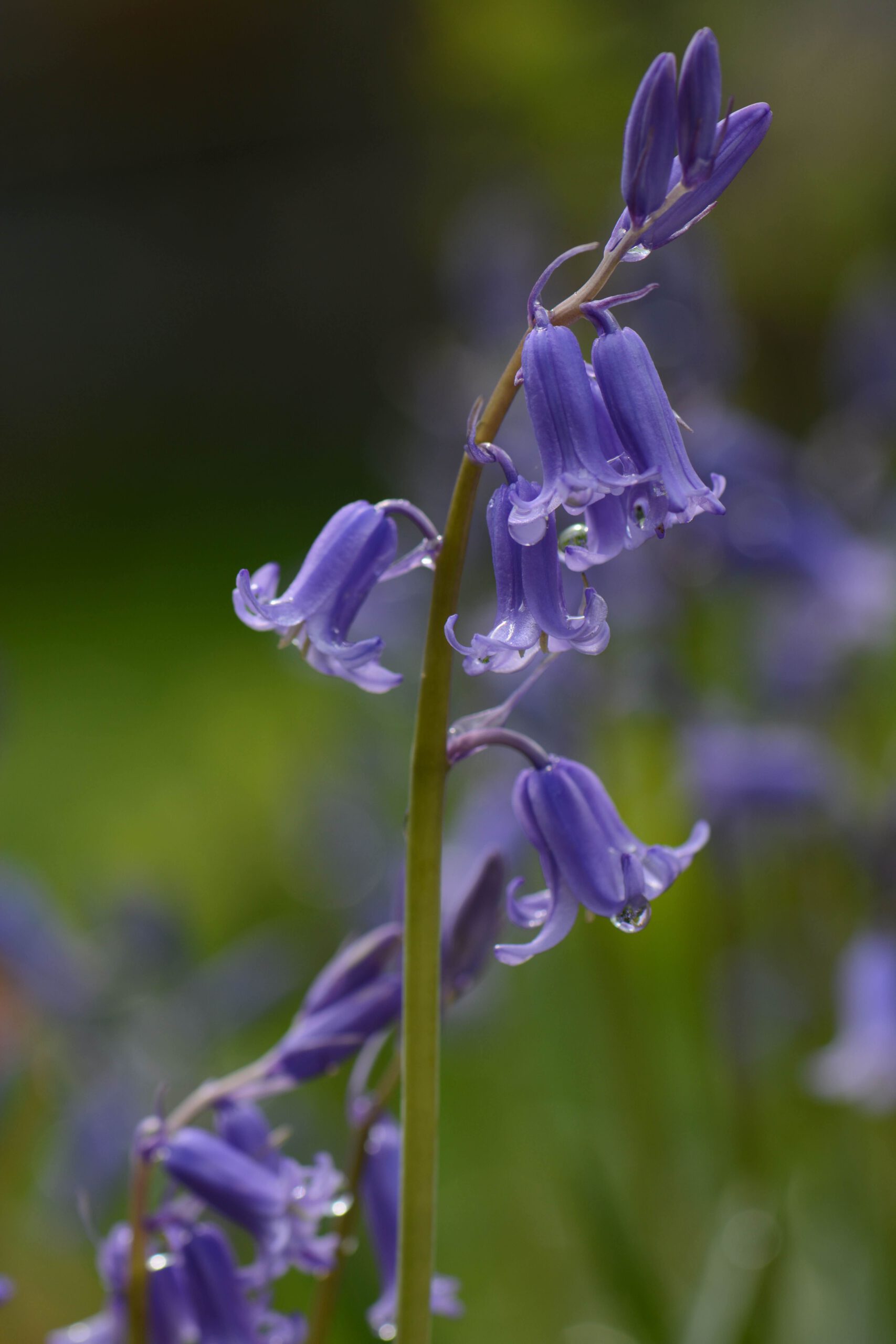 Hyacinthoides non-scripta