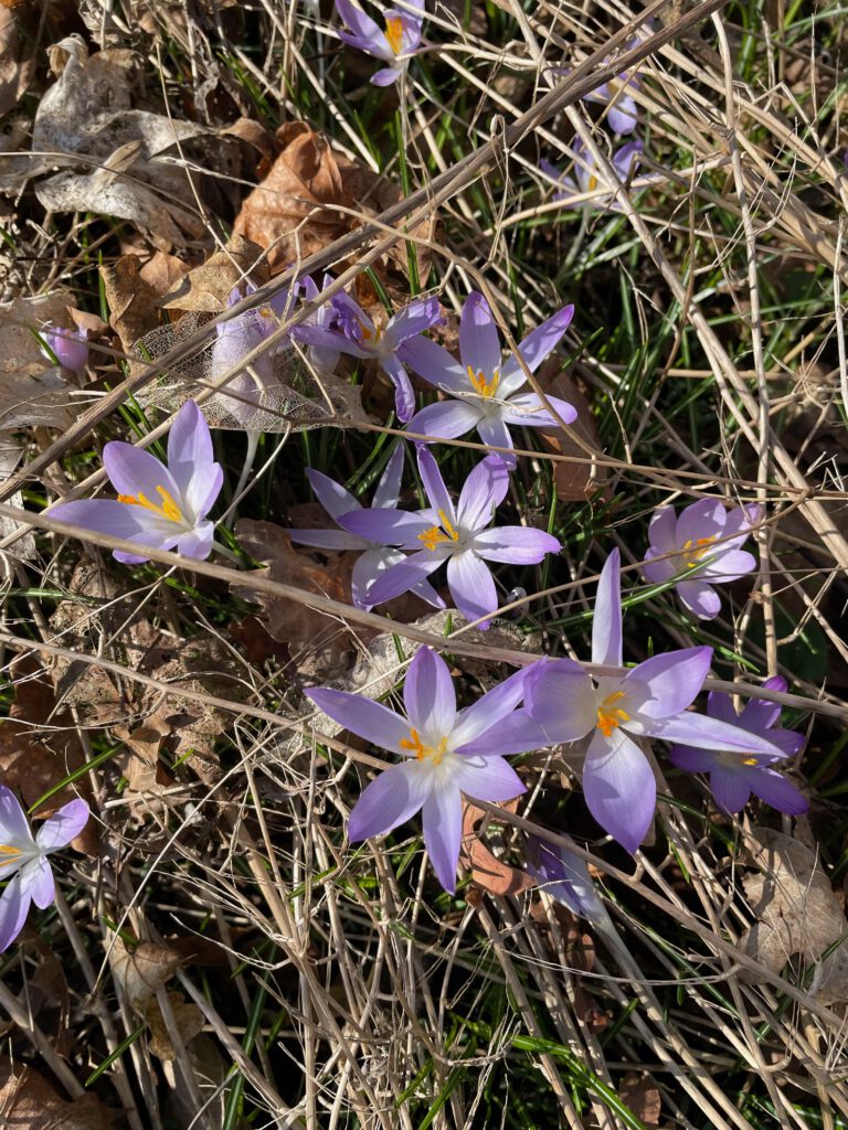 Crocus tommasinianus