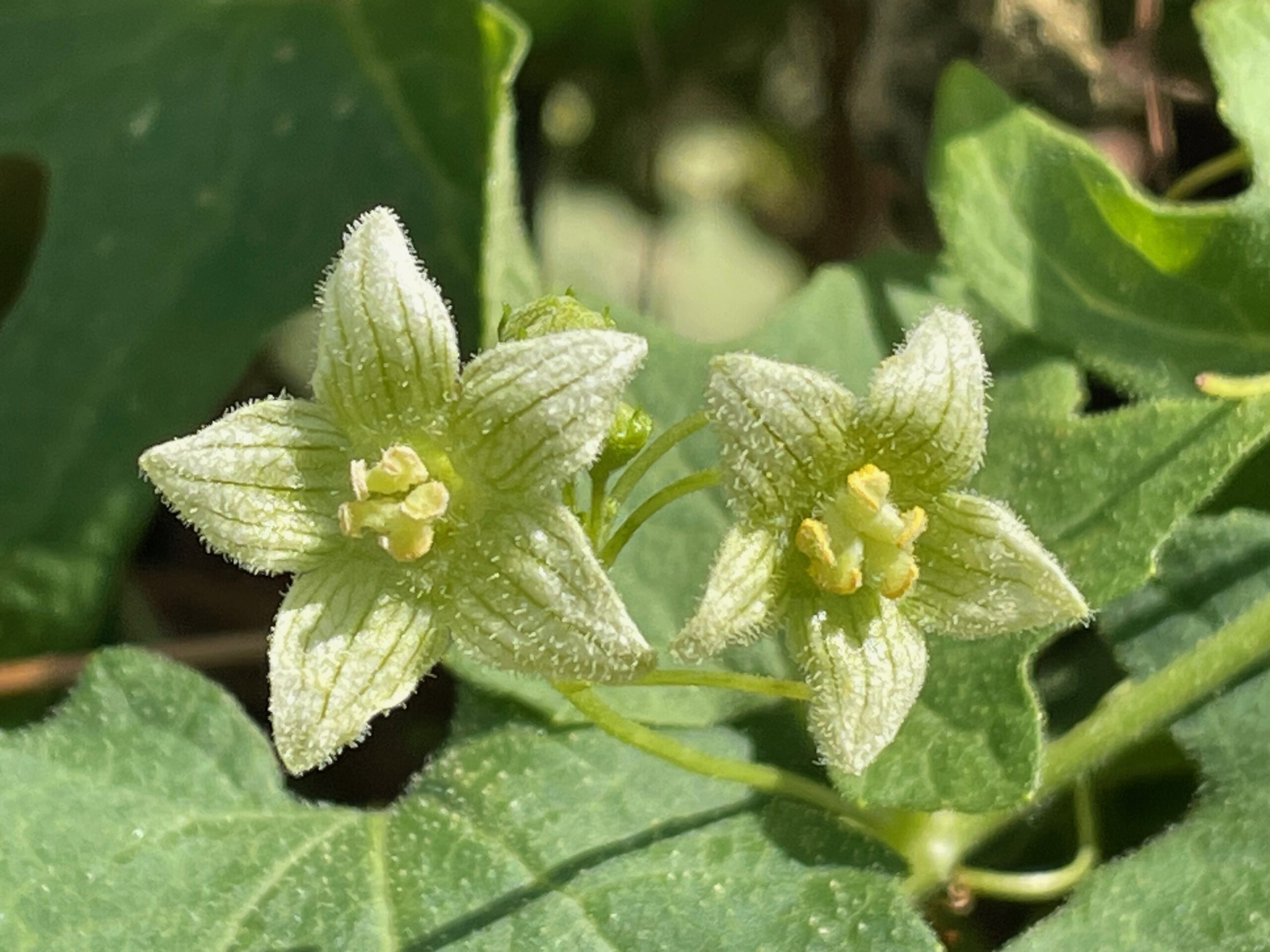Blüten einer männlichen Roten Zaunrübe